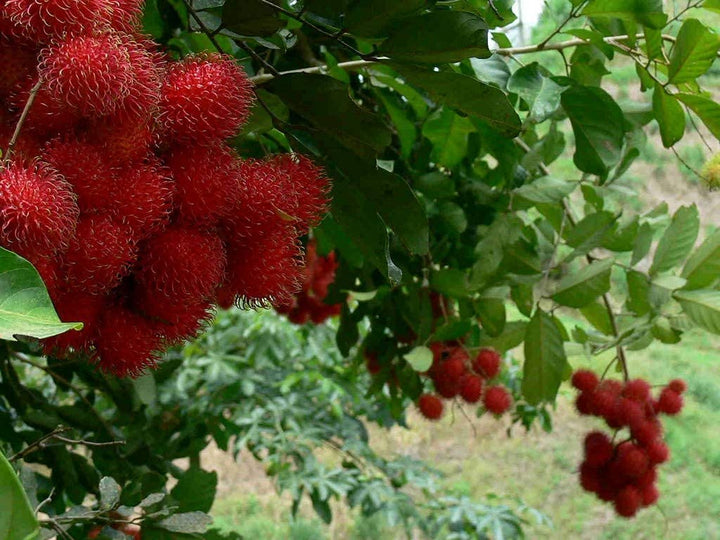 Rambutan Red Fruit Seeds – Exotic Tropical Fruit Seeds for Garden Planting