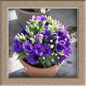 Flower Seeds, Seeds for Planting, Plant Seeds