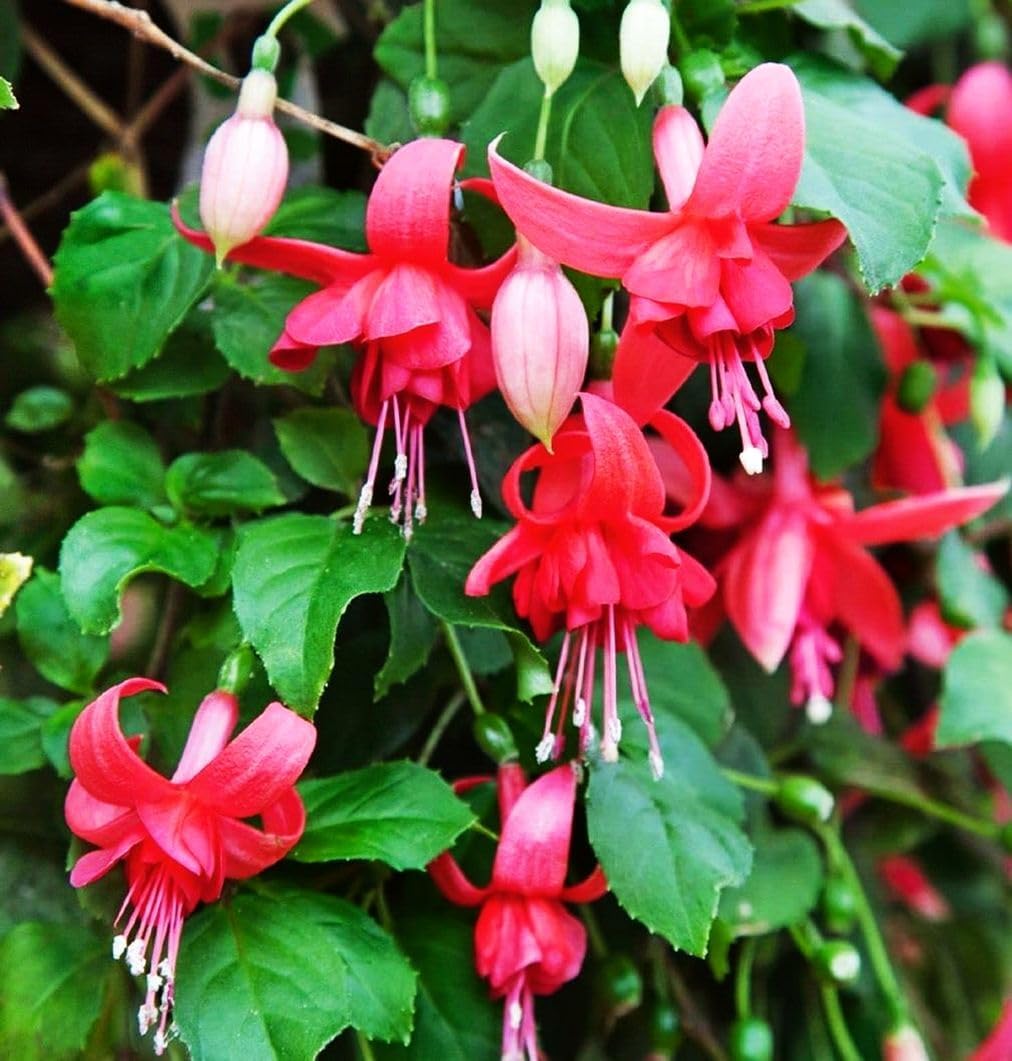 Heirloom Non-GMO Fuchsia Flower Seeds for Planting – Vibrant Hanging Ornamental Garden Blooms