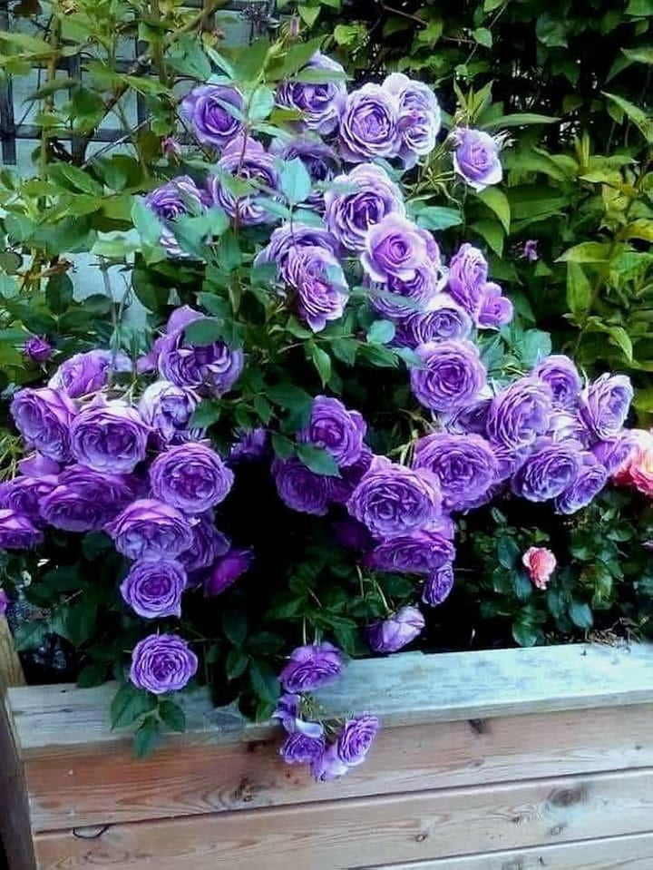 Fresh Rose Tree Flower Seeds for Planting, Violet 100 pcs