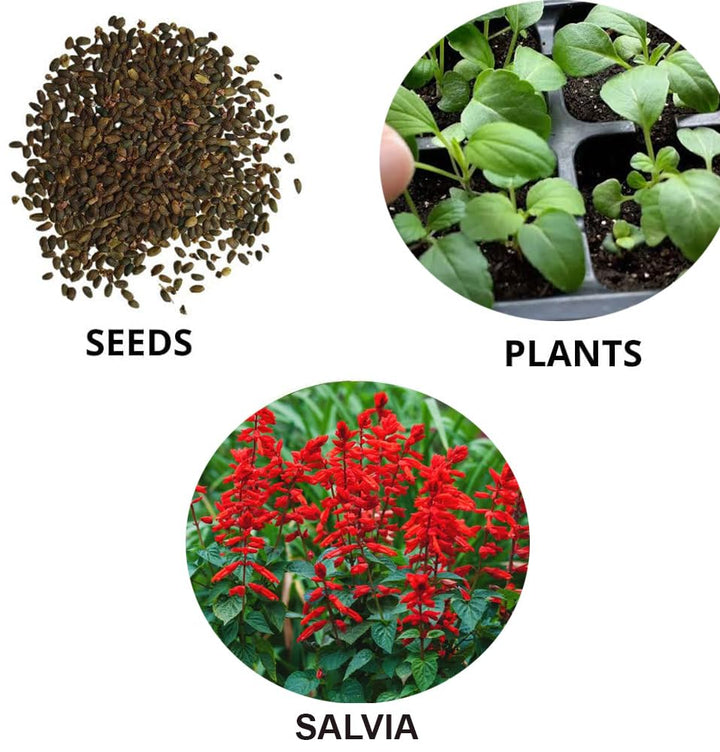 Salvia Splendens Flower Seeds – Vibrant Red Blooms, Heirloom & Non-GMO Garden Seeds