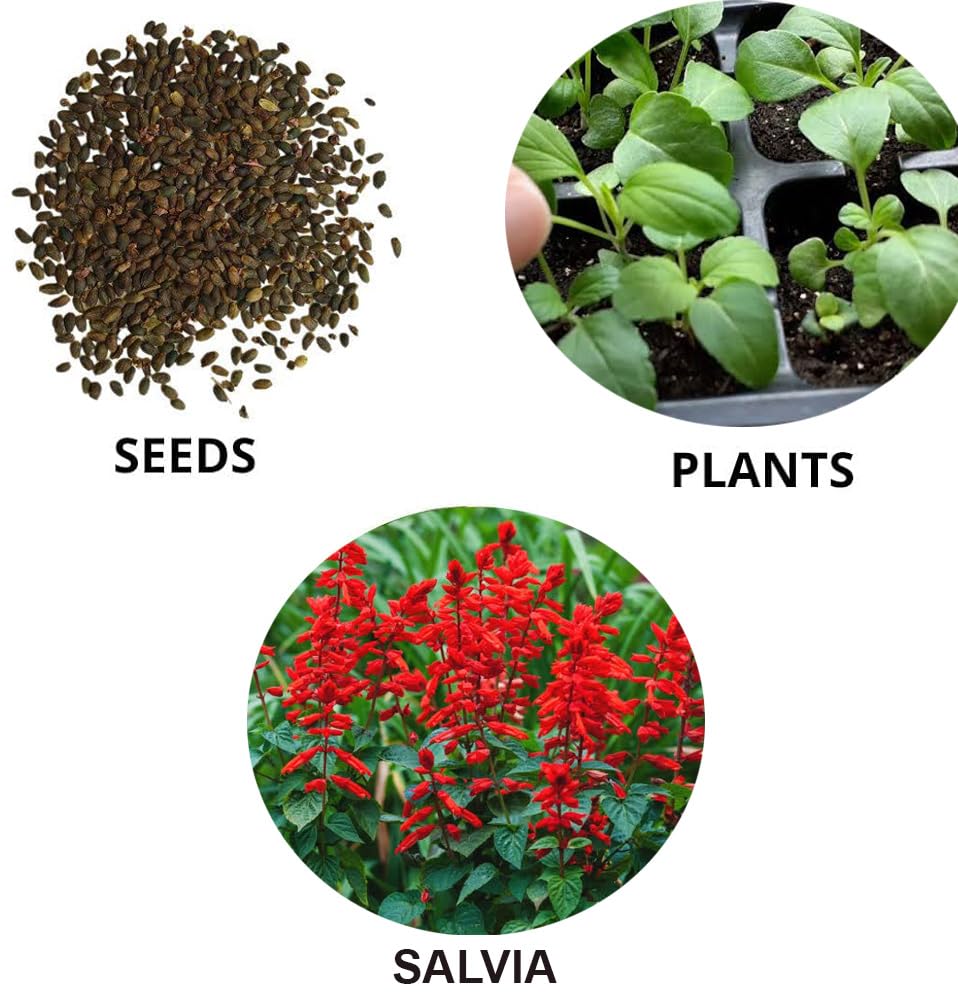 salvia plant seed Salvia Splendens Flower Seeds – Vibrant Red Blooms, Heirloom & Non-GMO – Neeraseeds