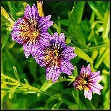 purple salpiglossis flower seeds