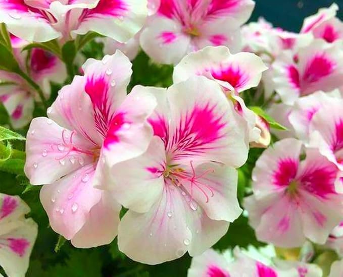 Geranium Pelargonium Flower Seeds for Planting – Heirloom, Non-GMO, High Germination Organic Garden Seeds