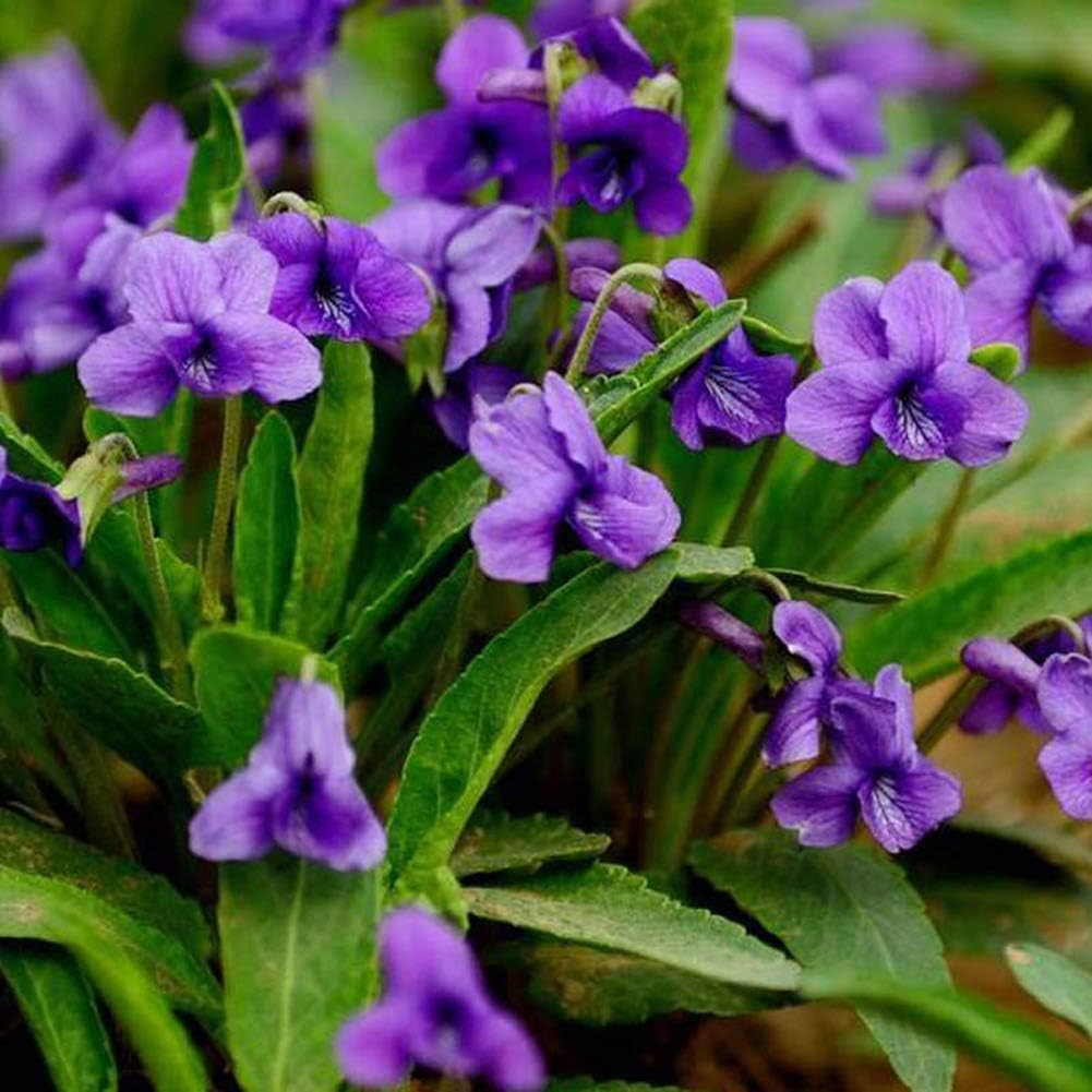 Heirloom Philippica Flower Seeds, Non-GMO Rare Ornamental Blooms for Elegant Garden Planting