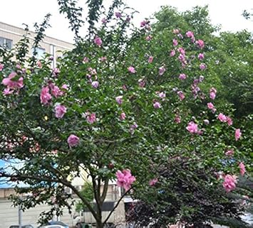 Flower Seeds, Seeds for Planting, Plant Seeds