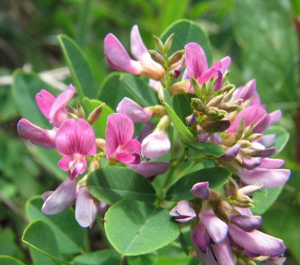 heirloom lespedeza flower seeds