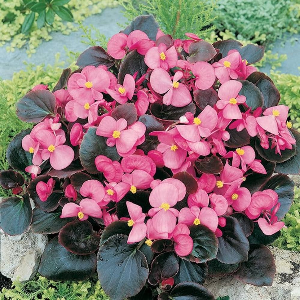 Begonia plantefrø til plantning - 100 stk