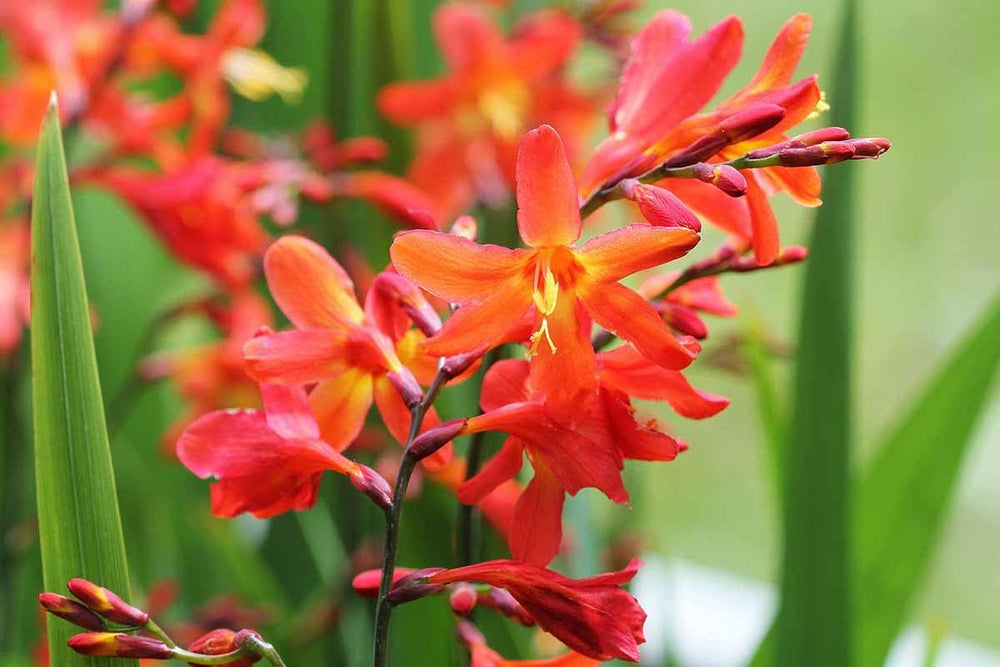 lucifer flower seeds Crocosmia Lucifer Flower Seeds for Planting – Heirloom Non-GMO 100 pcs – Neeraseeds