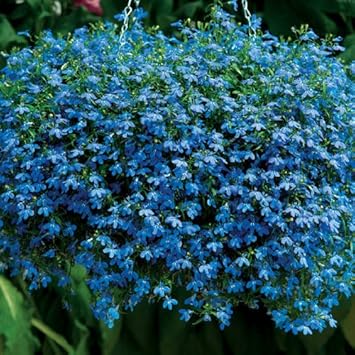 blue sapphire flower seeds