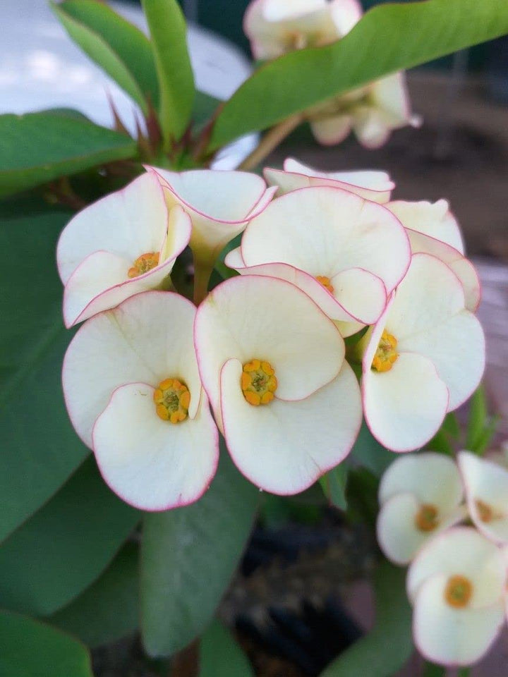 Hvide Euphorbia Milii blomsterfrø til plantning - 100 stk