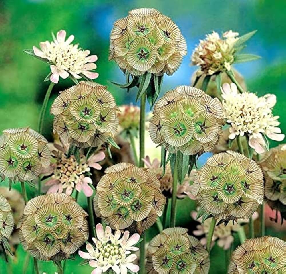 drumstick scabiosa flower seeds