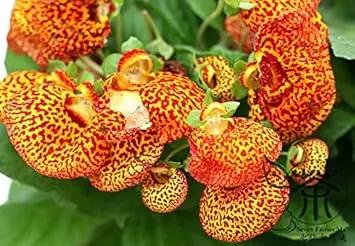 yellow calceolaria flower seeds
