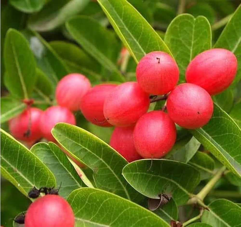 Rare/Carissa Carandas/Karonda Vinegar  Fruit Seeds for Planting – Tangy and Exotic Carandas Seeds for your Home Garden