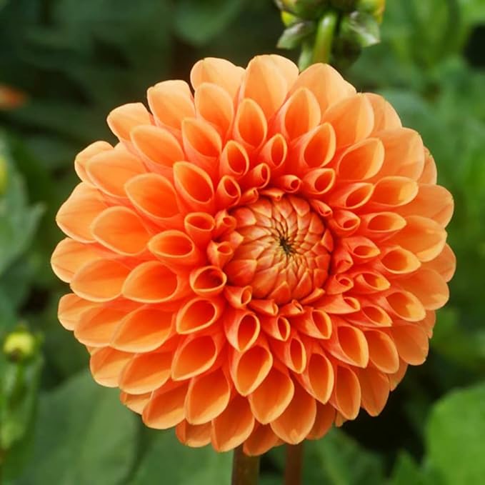 Organic Heirloom Non-GMO Orange Dahlia Seeds for Planting – Bright Garden Blooms