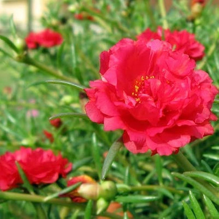 Home Garden Rose Blomsterfrø til udplantning - Rød 100 stk