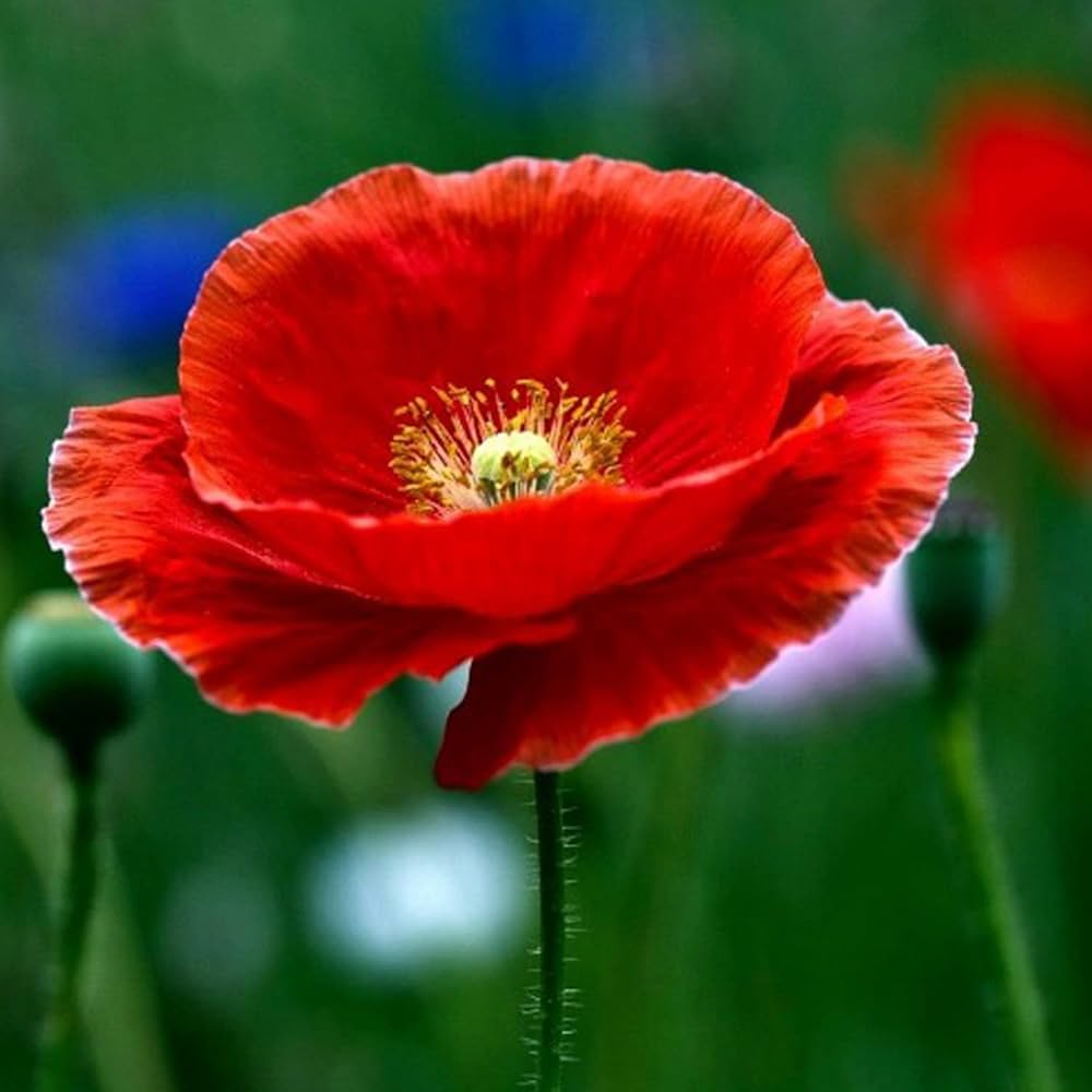 poppy for flower seeds