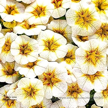 white yellow flower seeds