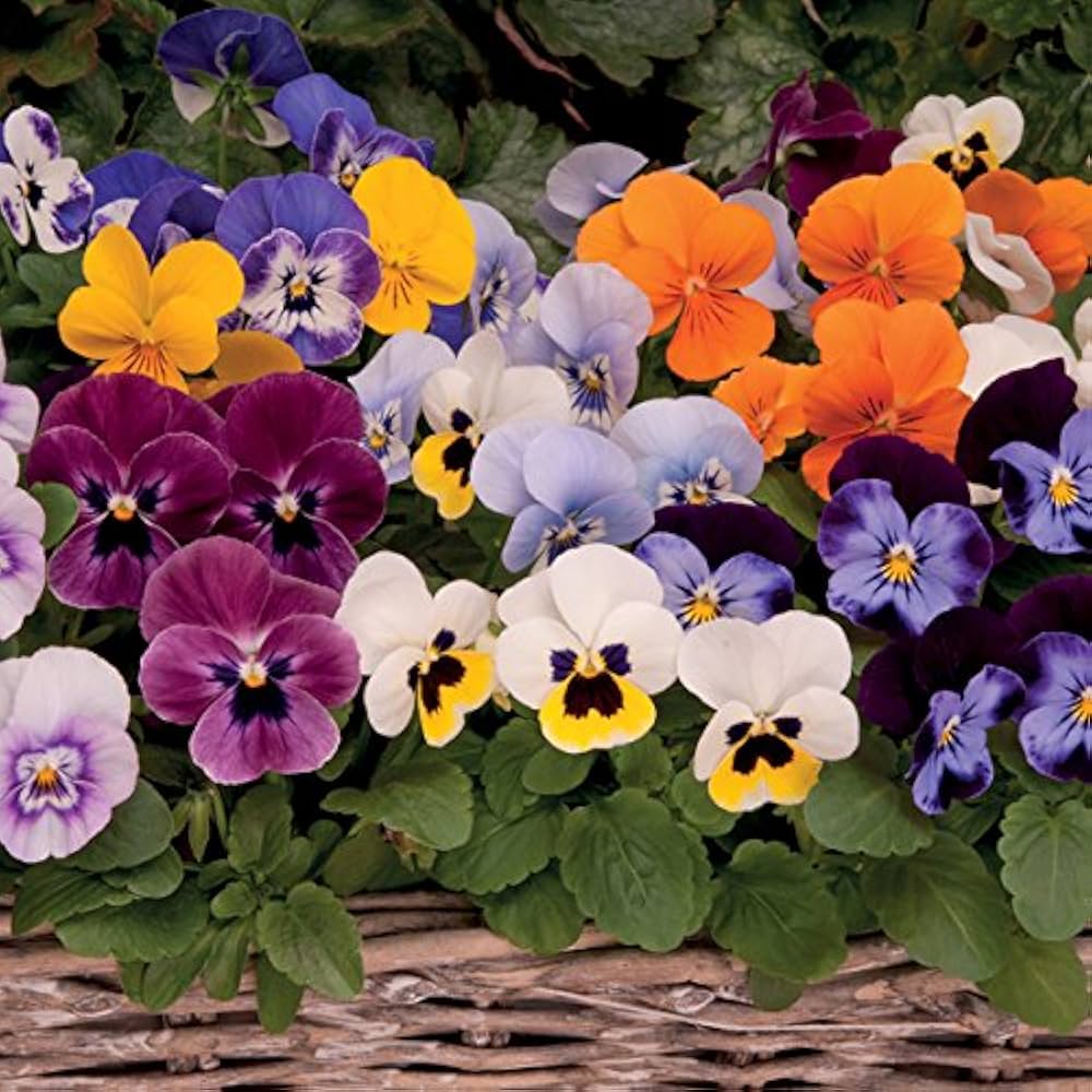 heirloom non flower seeds