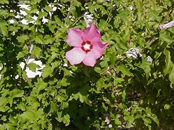 pink organic flower seeds