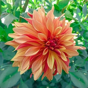 dahlia cancan flower seeds