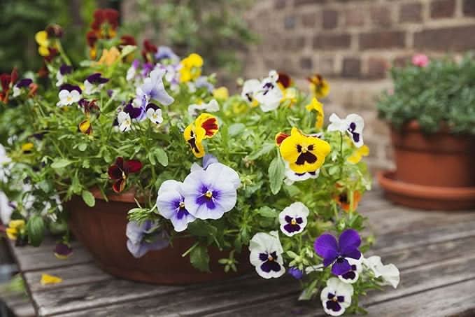 pansy viola flower seeds