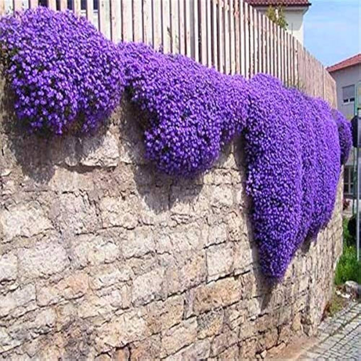Organic Heirloom Purple Cress Flower Seeds for Planting – Unique Non-GMO Blooms, High Germination Garden Seeds