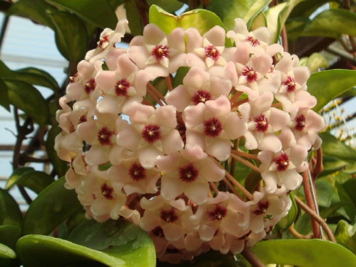 Peach Pink Carnosa Flower Seeds