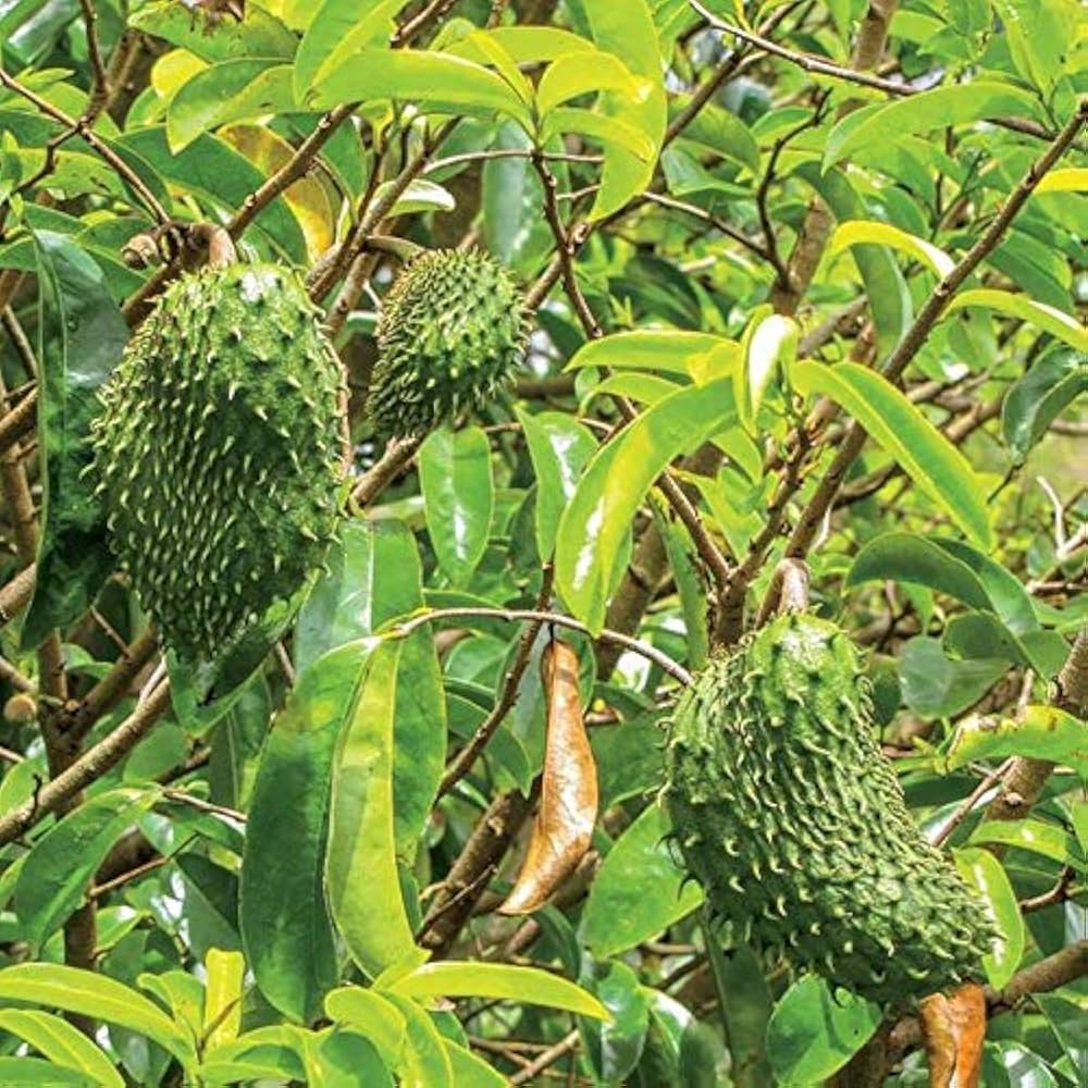 LushGreen Rare and Precious Annona Muricata Graviola Soursop Fruit Seeds for Planting - Cultivate a Nutritious Soursop Tree for Exotic Fruit