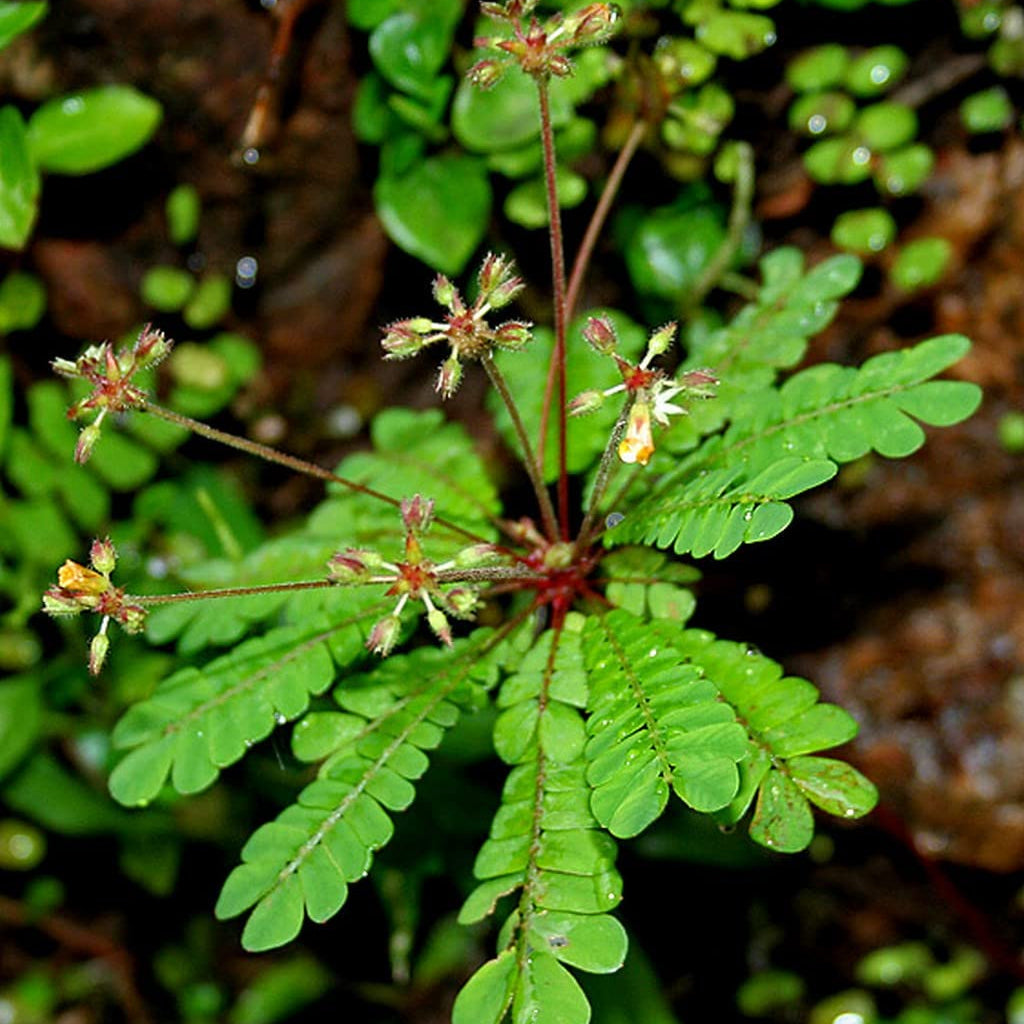biophytum plant flower seeds