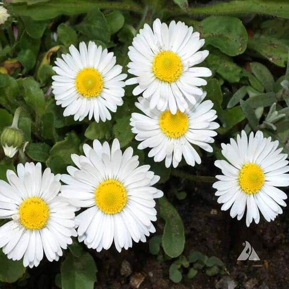 english daisy flower seeds
