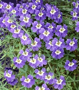 Flower Seeds, Seeds for Planting, Plant Seeds