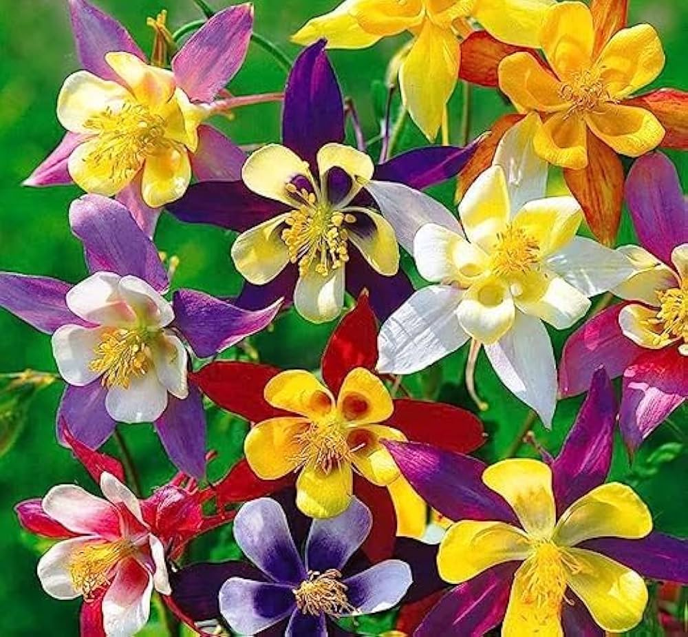 dialogue aquilegia flower seeds