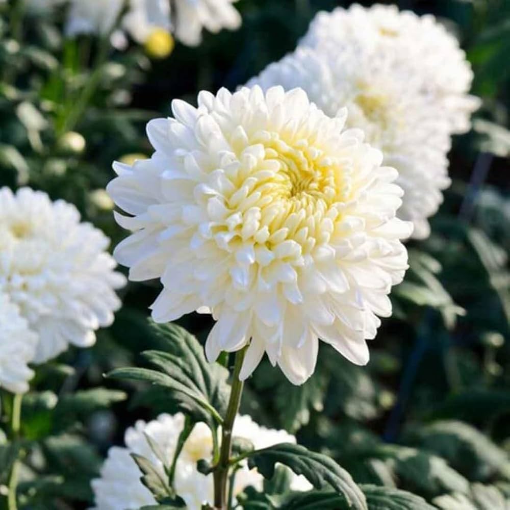 White Green Chrysanthemum Flower Seeds for Planting, NON GMO Seeds
