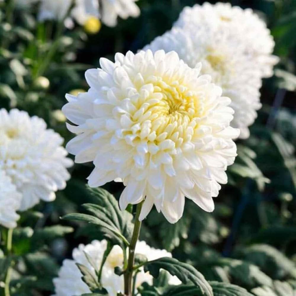 chrysanthemum chrysanthemum flower seeds