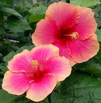 Flower Seeds, Seeds for Planting, Plant Seeds