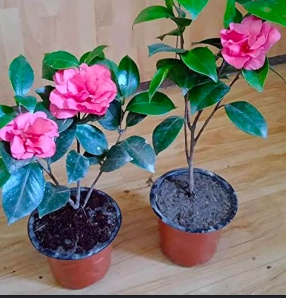 camellia camellia flower seeds