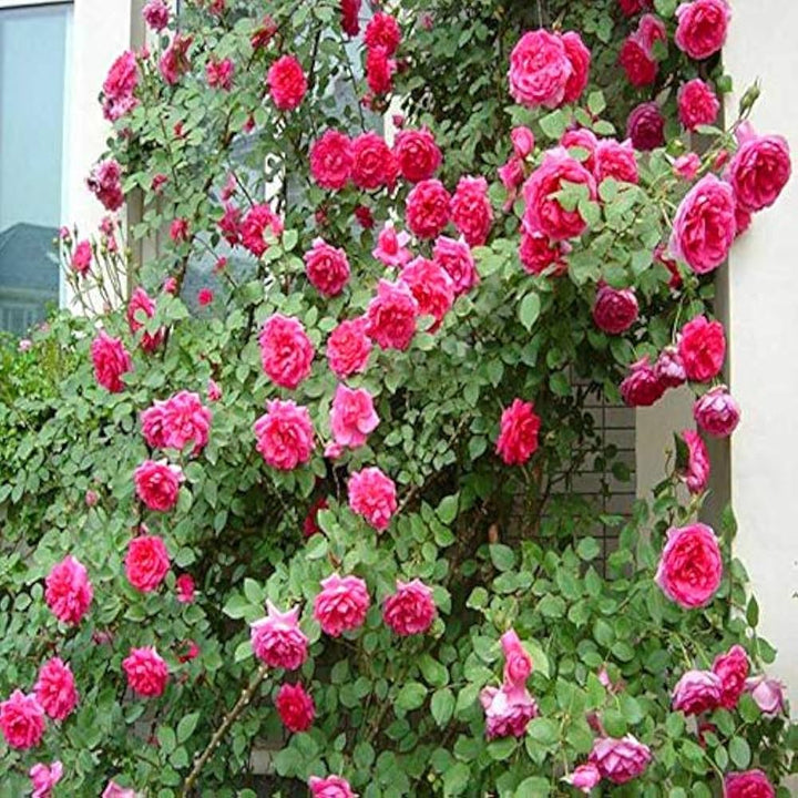 Heirloom Non-GMO Climbing Rose Flower Seeds for Planting – High Germination Vertical Garden Blooms