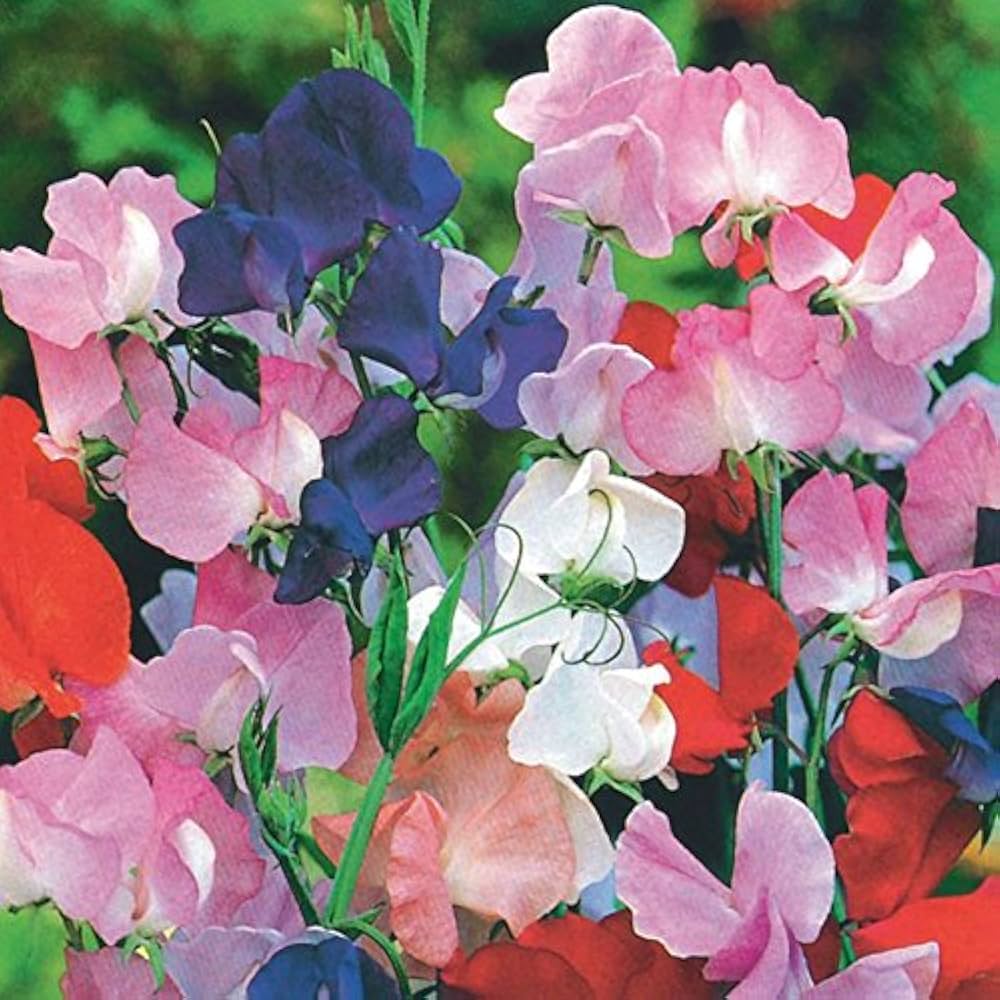 Heirloom Non-GMO Sweet Pea Knee Flower Seeds for Planting – Fragrant Climbing Blooms | High Germination
