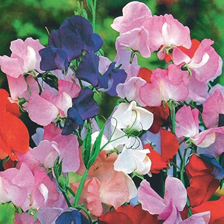 Heirloom Non-GMO Sweet Pea Knee Flower Seeds for Planting – Fragrant Climbing Blooms | High Germination