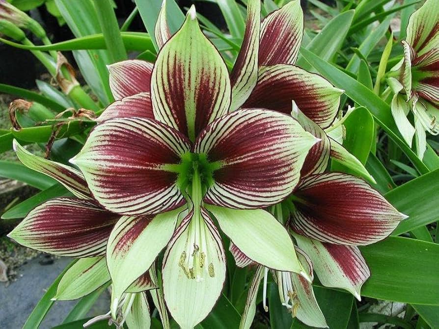 Hippeastrum Rutilum Flower Seeds for Planting - 100 pcs