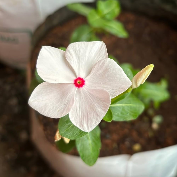 Hvide Vinca Rosea Blomsterfrø til udplantning - 100 stk