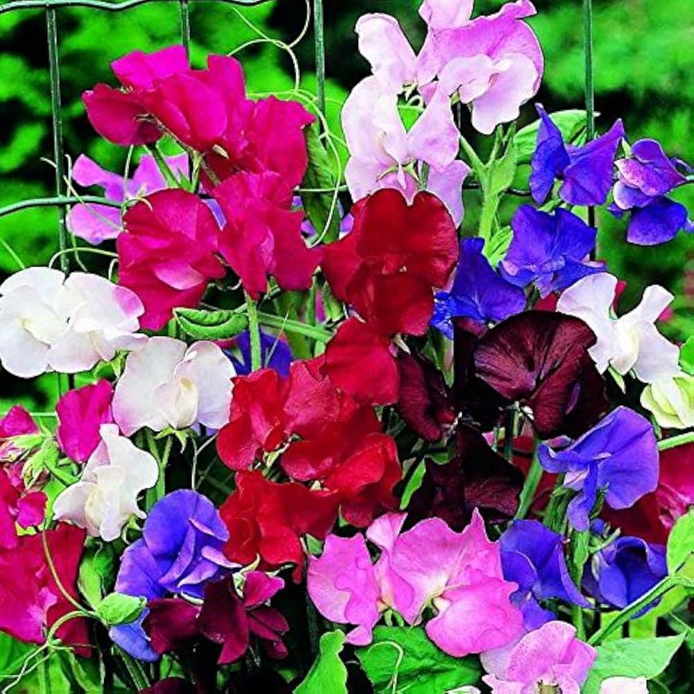 streamer mix flower seeds