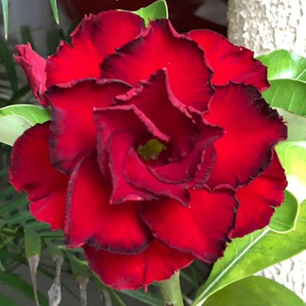 Heirloom Non-GMO Burgundy Adenium Flower Seeds for Garden Planting – Desert Rose Exotic Blooms