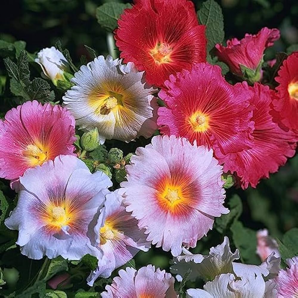Giant Scarlet Danish Hollyhock Planting Perennial Blooms Flower Seeds Home Garden Planting,