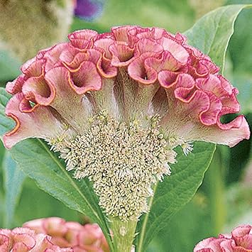 Flower Seeds, Seeds for Planting, Plant Seeds