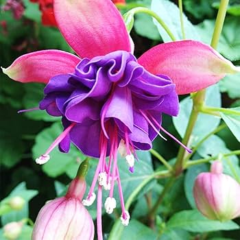 Blue Pink Double Petals Fuchsia Seeds for Planting 100 pcs