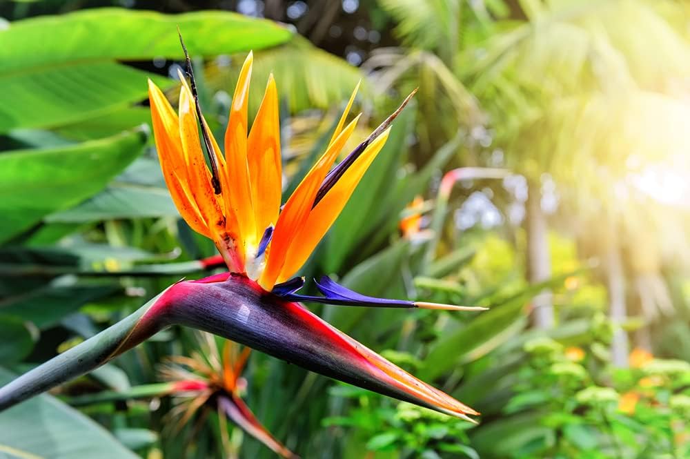 Orange Bird of Paradise Flower Seeds for Planting – Non-GMO Heirloom Seeds
