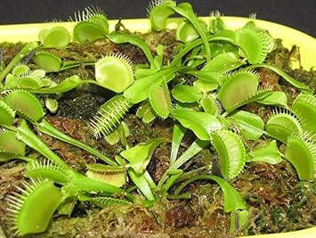 venus fly trap flower seeds Heirloom Non-GMO Venus Fly Trap Flower Seeds for Carnivorous Indoor an – Neeraseeds