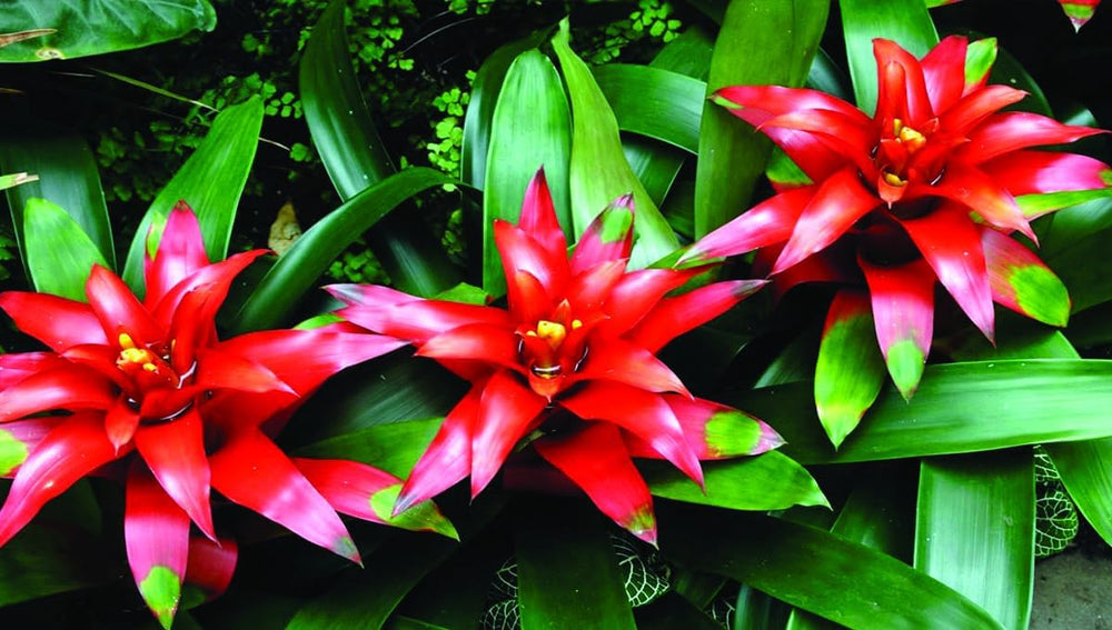 Flower Seeds, Seeds for Planting, Plant Seeds